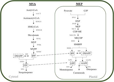 Grapevine mono- and sesquiterpenes: Genetics, metabolism, and ecophysiology